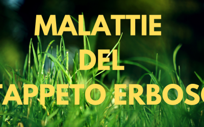 Malattie del prato