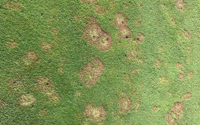 Come ripristinare il giardino attaccato da agenti patogeni dopo l’estate