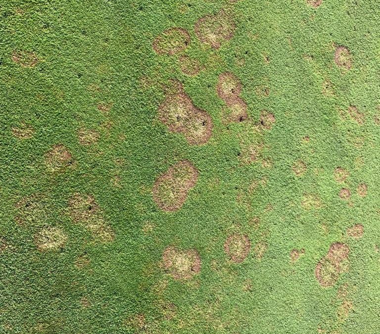 Come ripristinare il giardino attaccato da agenti patogeni dopo l’estate