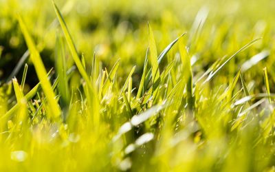 Cura del prato a marzo: cosa fare per un tappeto erboso perfetto in primavera