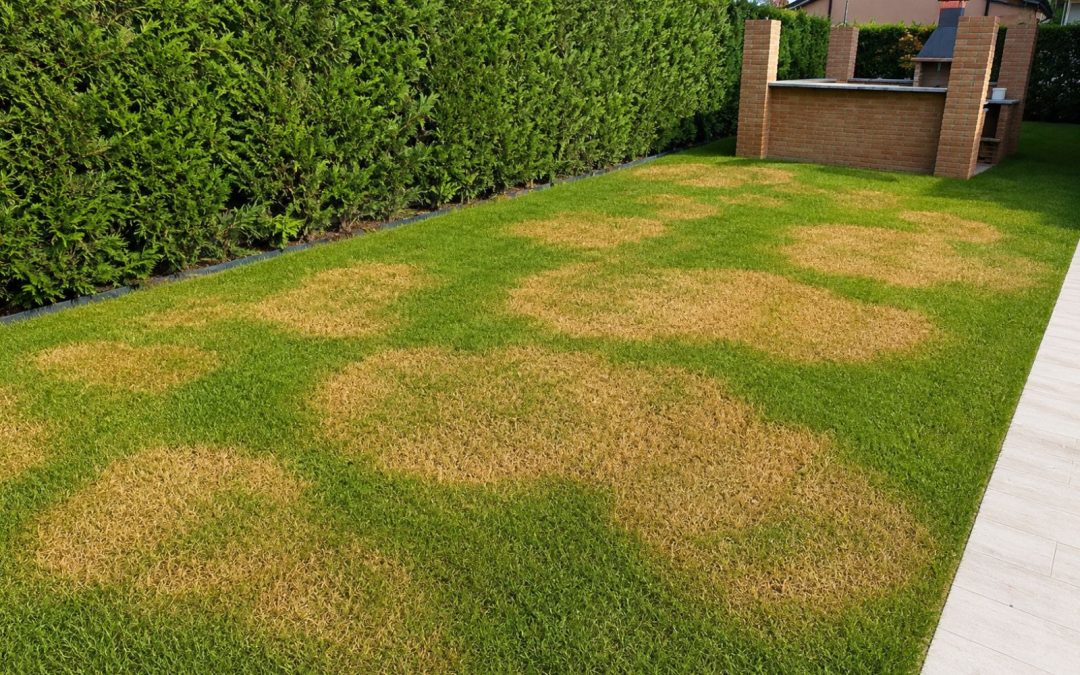 Brown Patch o Macchia Bruna del prato: sintomi, cause, prevenzione e controllo